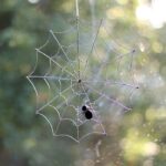 Black Spider with Silver Web